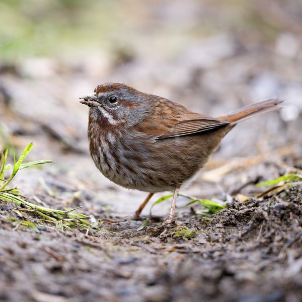Song Sparrow