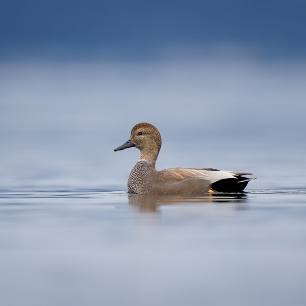 Gadwall
