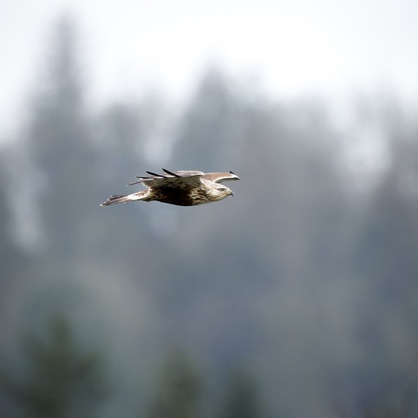 Rough-legged Hawk