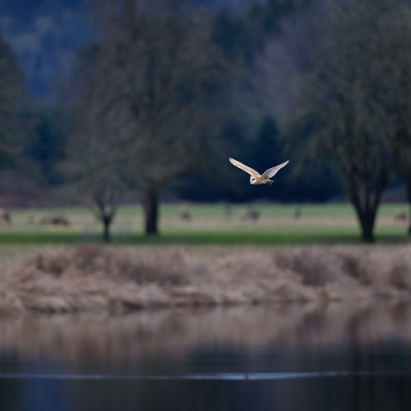 American Barn Owl