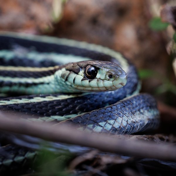 Garter Snake