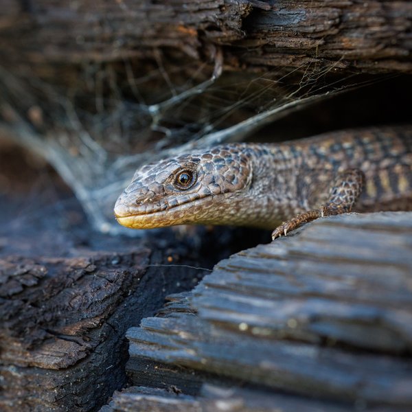Northern Alligator Lizard