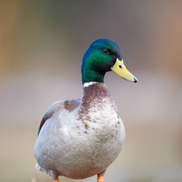 Mallard