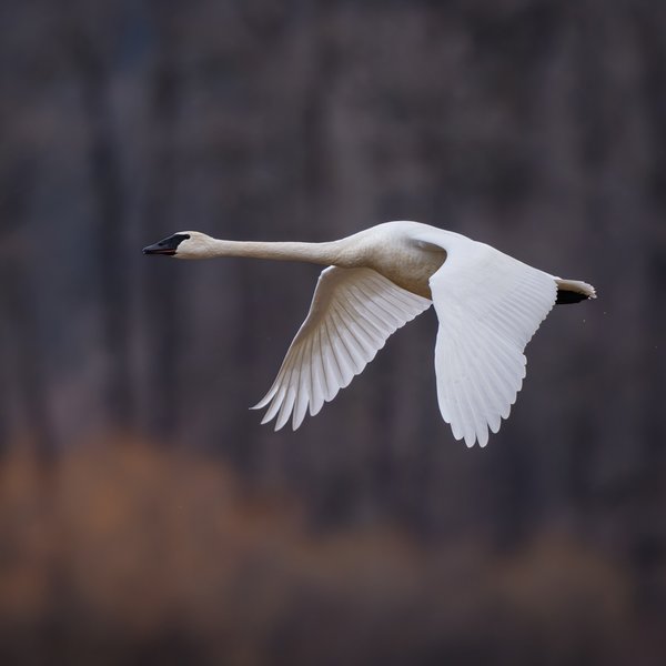 Trumpeter Swan