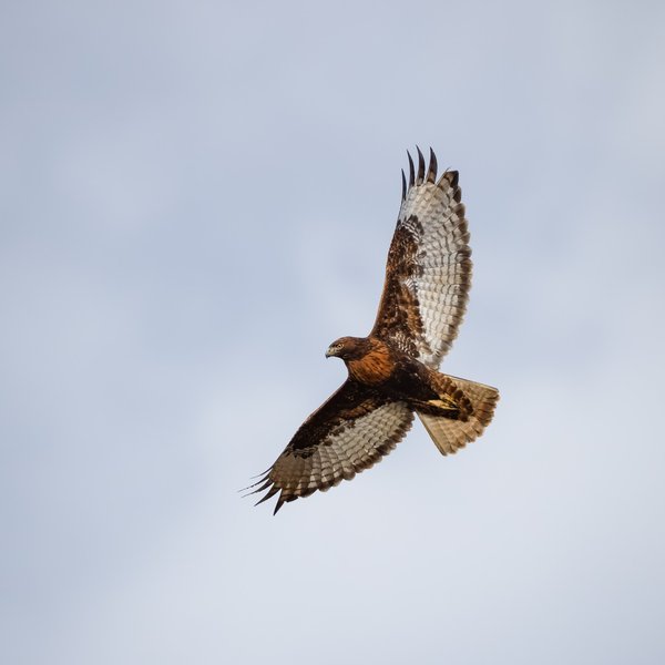 Red-tailed Hawk