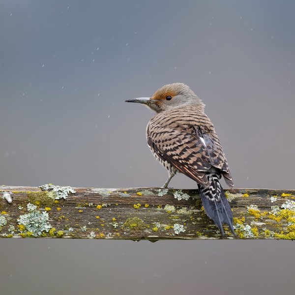 Northern Flicker