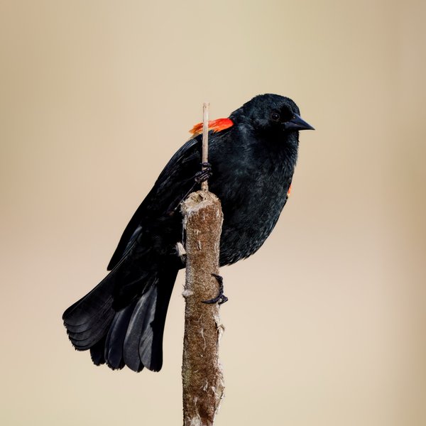 Red-winged Blackbird