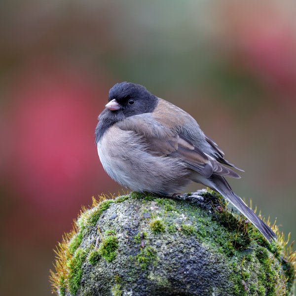 Dark-eyed Junco
