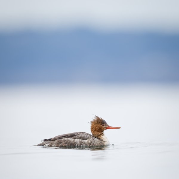 Red-breasted Merganser