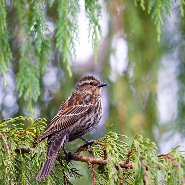 Red-winged Blackbird