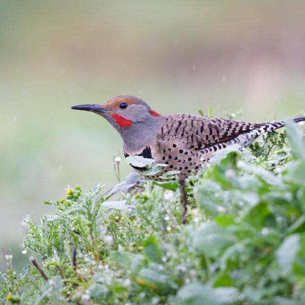 Northern Flicker