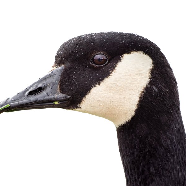Canada Goose