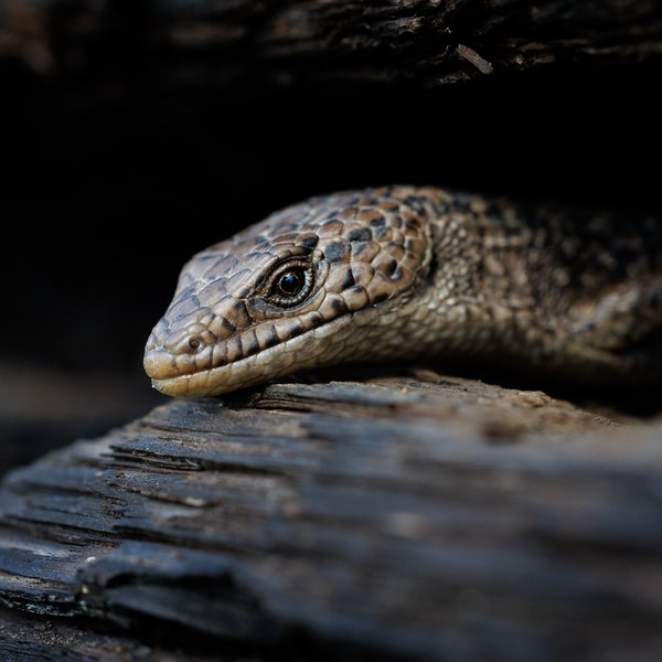 Northern Alligator Lizard