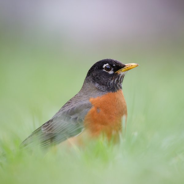 American Robin