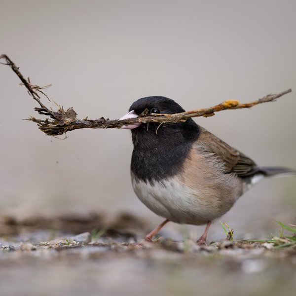 Dark-eyed Junco