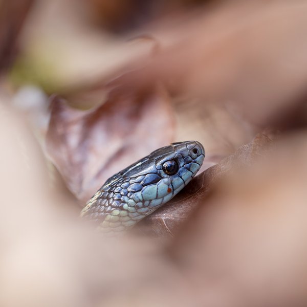 Garter Snake