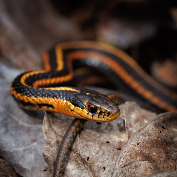 Garter Snake