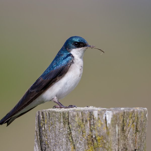 Tree Swallow