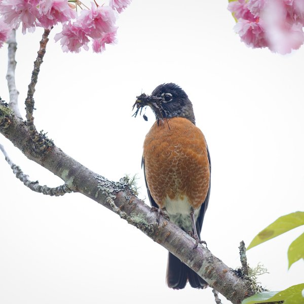 American Robin