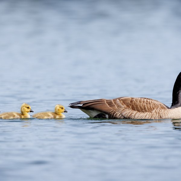 Canada Geese