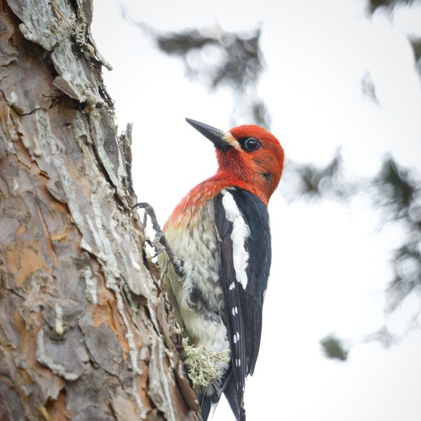 Red-breasted Sapsucker