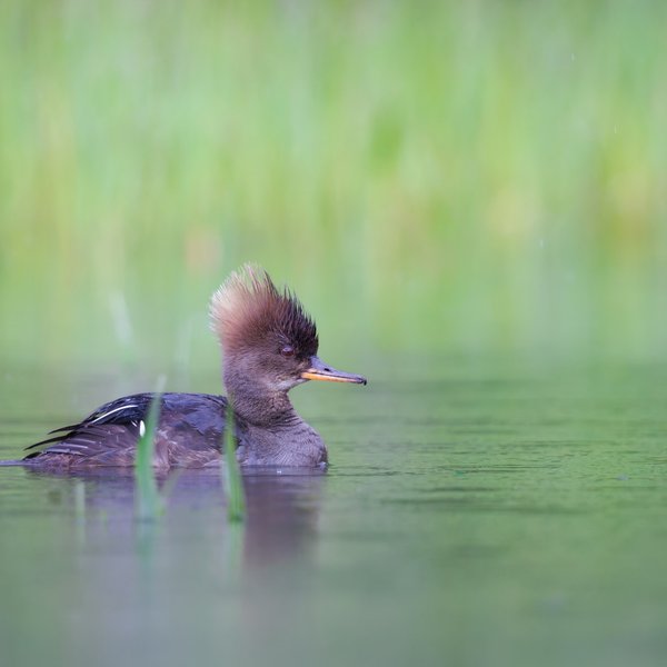 Hooded Merganser