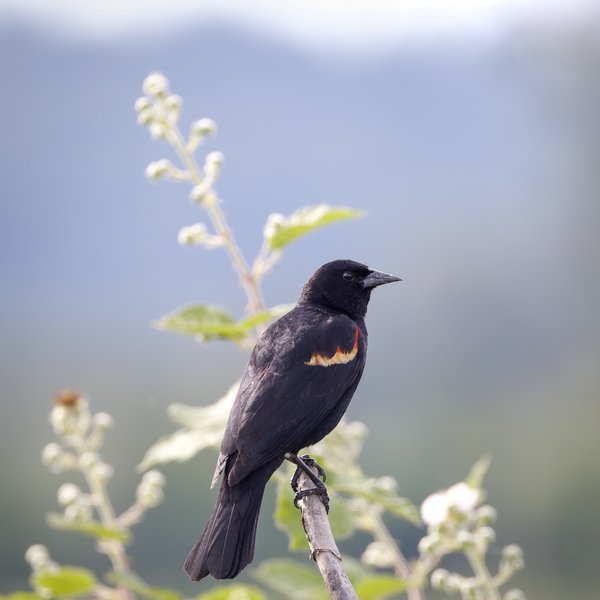 Red-winged Blackbird