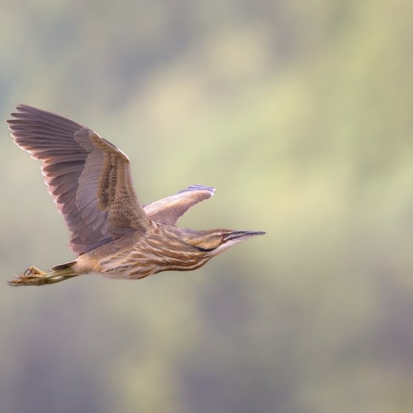 American Bittern