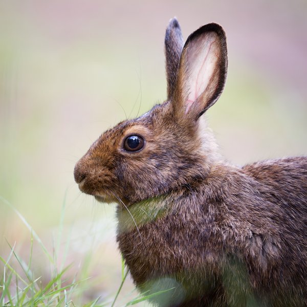 Snowshoe Hare
