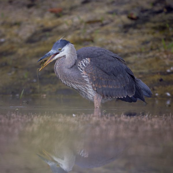Great Blue Heron