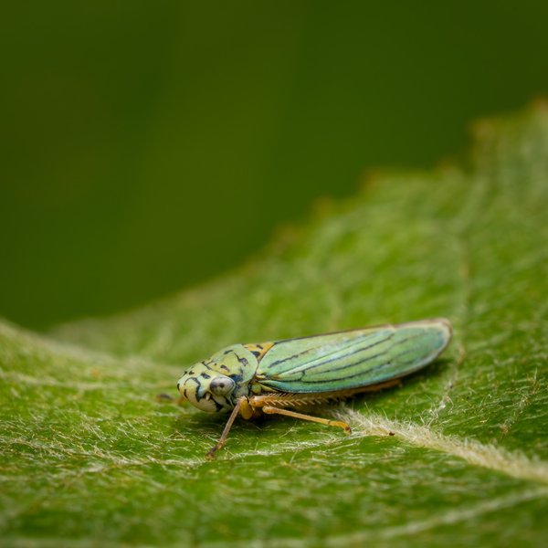 Leafhopper