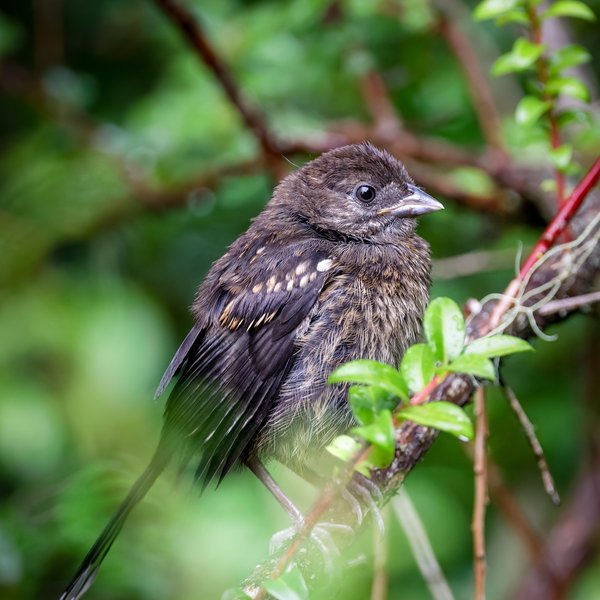 Spotted Towhee
