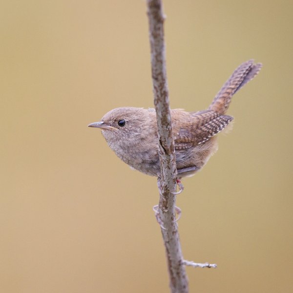Northern House Wren