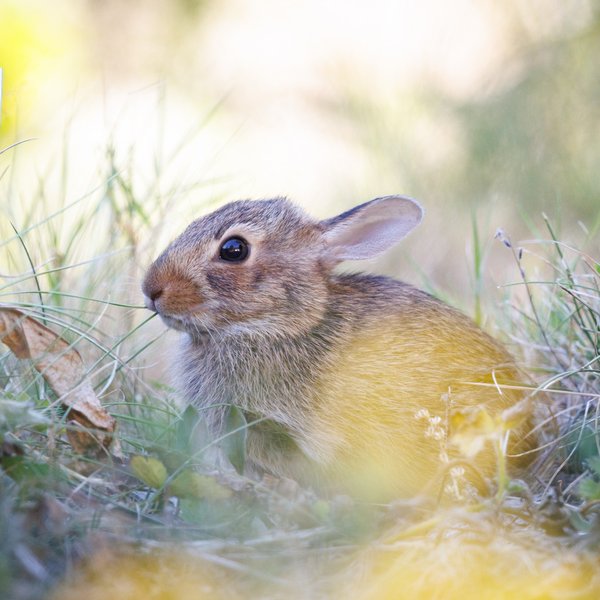 Eastern Cottontail