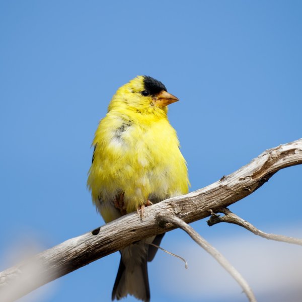 American Goldfinch