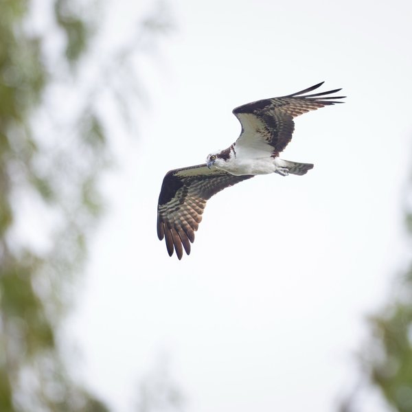 Osprey