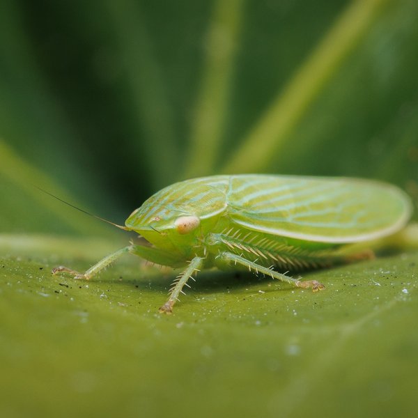 Leafhopper