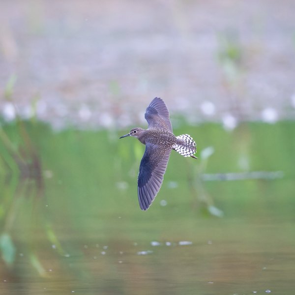 Solitairy Sandpiper