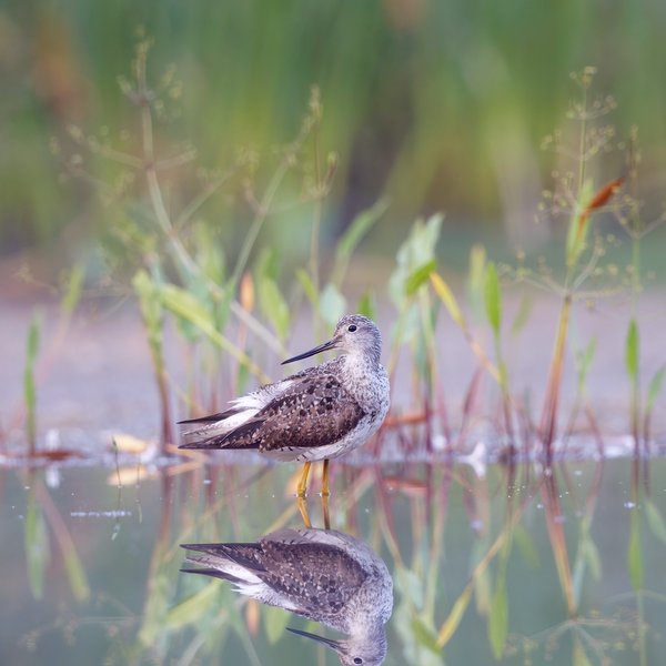 Greater Yellowlegs
