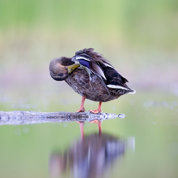 Mallard