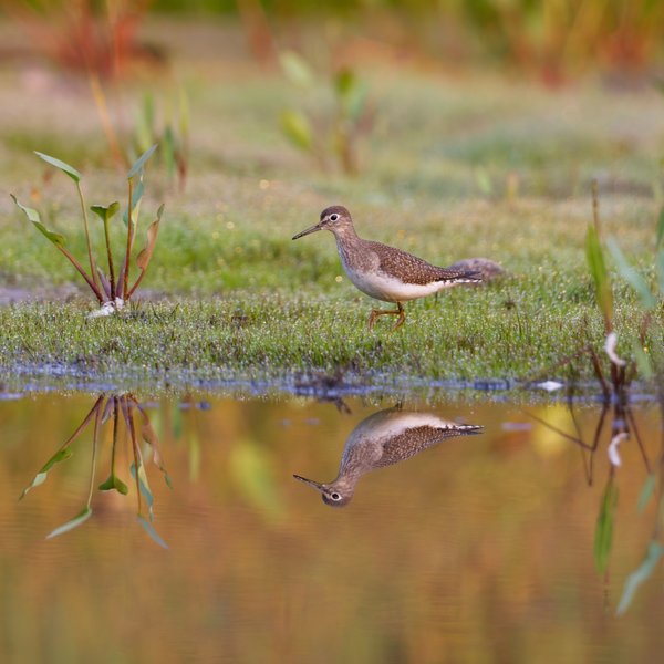 Solitairy Sandpiper