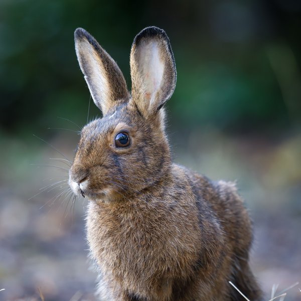 Snowshoe Hare