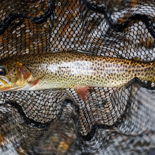 Cutthroat Trout