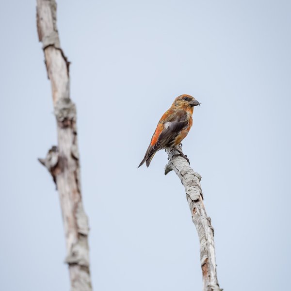 Red Crossbill