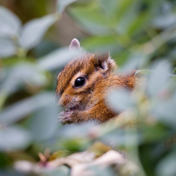 Townsend's Chipmunk