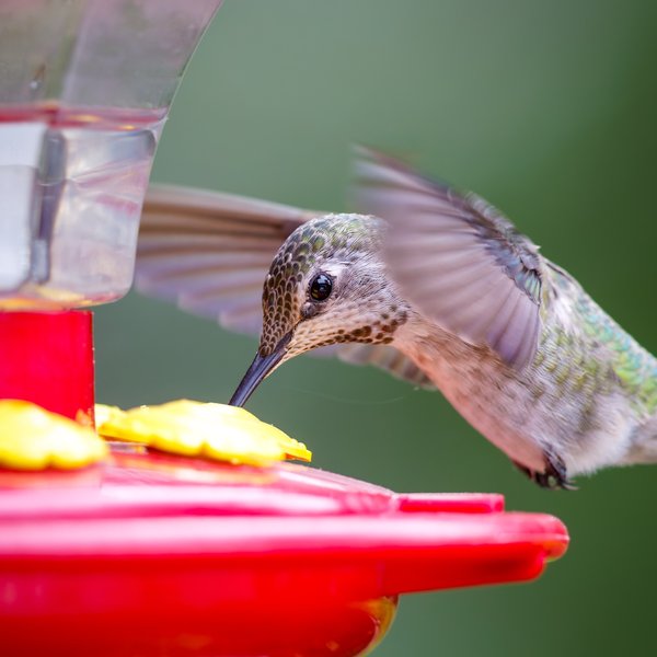 Anna's Hummingbird