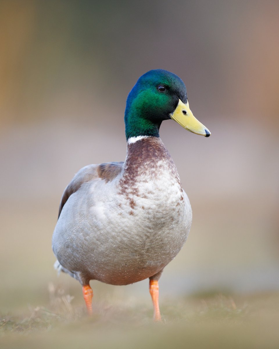 Mallard