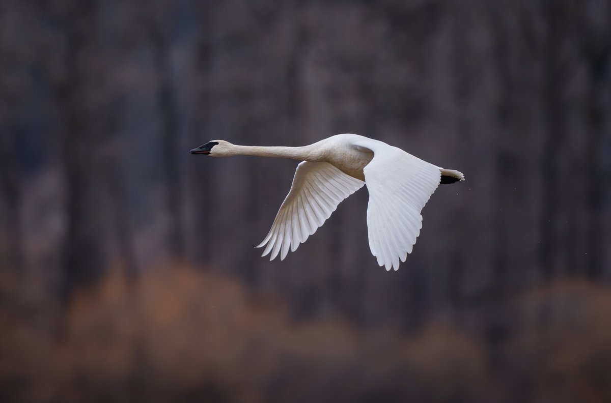 Trumpeter Swan