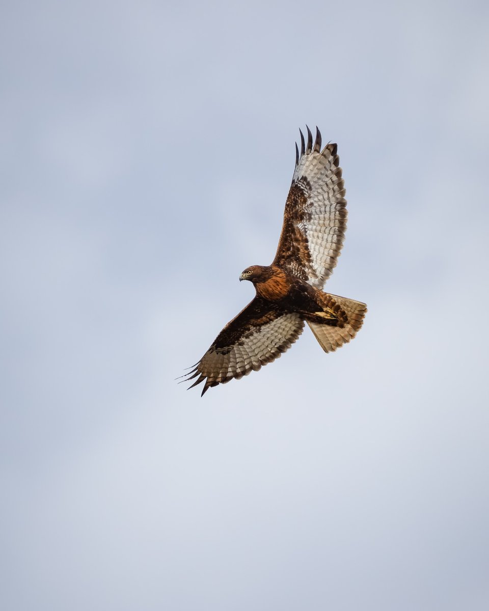 Red-tailed Hawk
