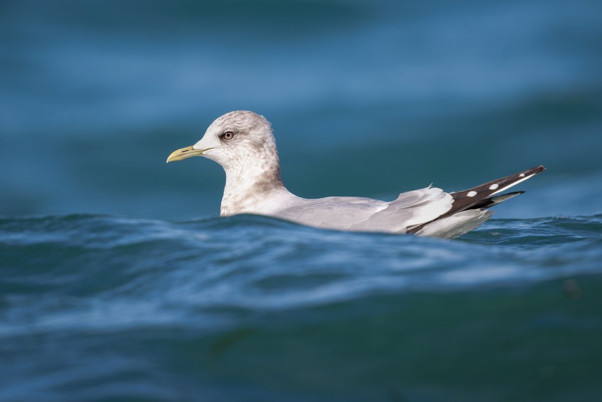 Short-billed Gull
